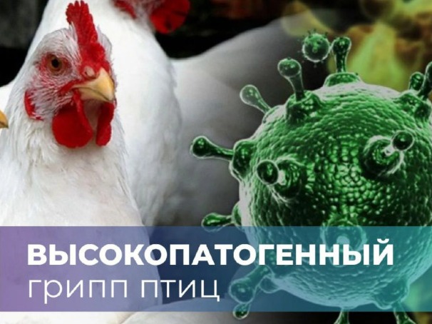 Высокопатогенный грипп птиц.